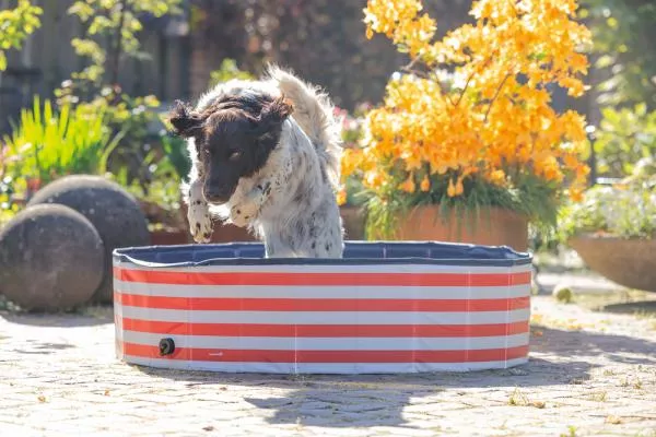 Hundepool weiß/rot Streifen